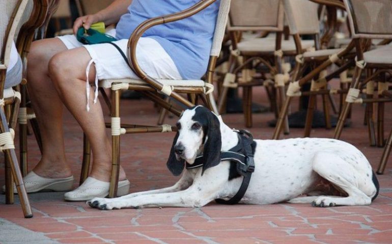 7-lugares-pet-friendly-em-brasilia-para-ir-com-seu-bichinho